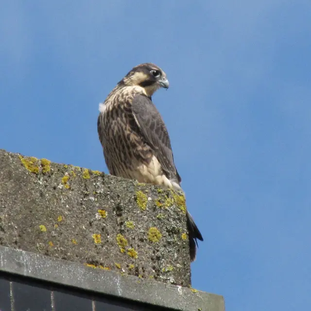 Peregrine falcon in Leicester