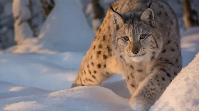 Eurasian Lynx