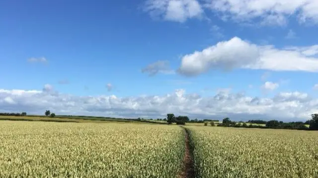 Crops in Market Drayton