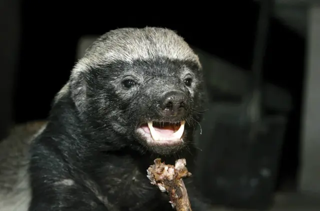 Honey badger