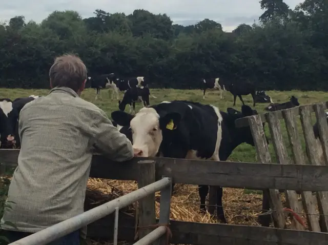 Farmer and cows