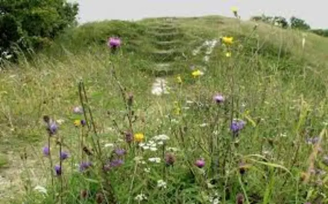 A picture of wildlflowers at Fleam Dyke in Cambridgeshire