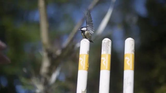 Bird sitting on cricket stumps