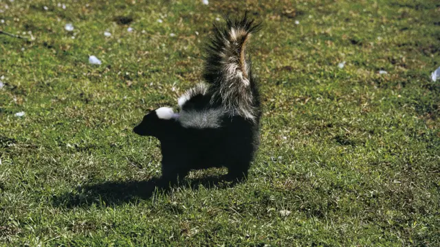 Skunk in defensive position