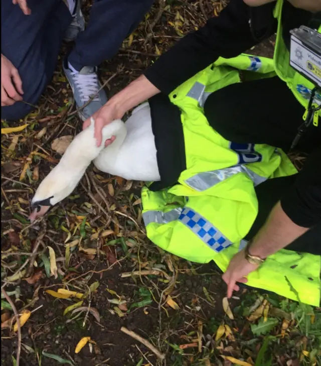 Swan rescue