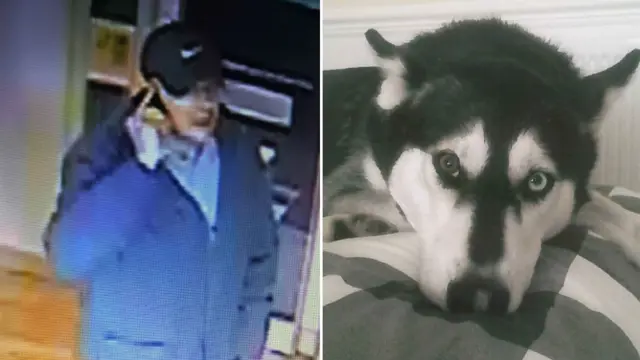 Man wanted by police and Bo the SIberian Husky