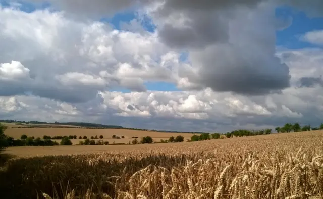 Field near Cambridge