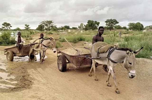 Donkeys pull wheelbarrows as villagers cross a muddy path