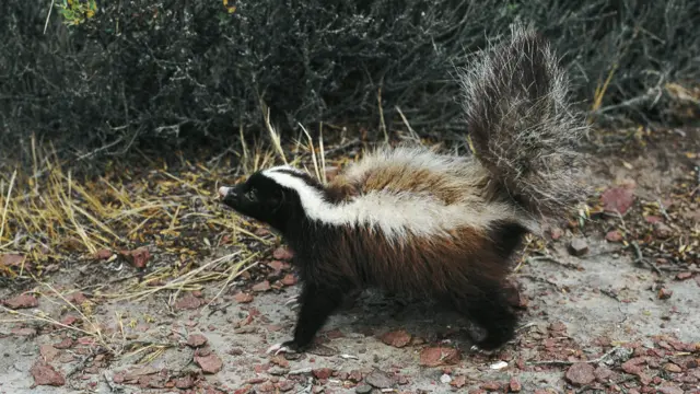 Skunk