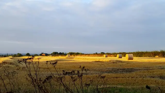 Sunlight on fields in Pattishall