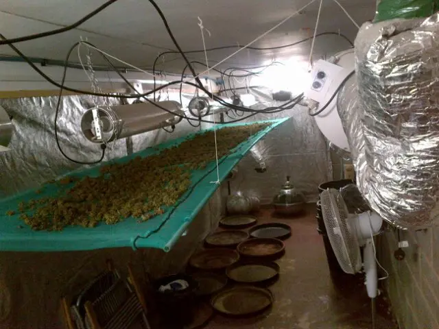 Drying cannabis buds laid on table