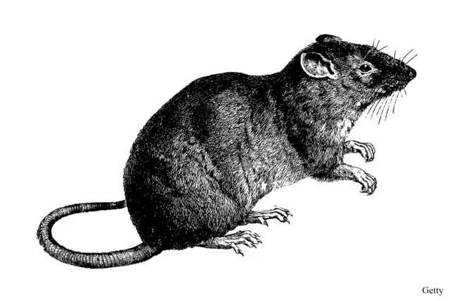 rat