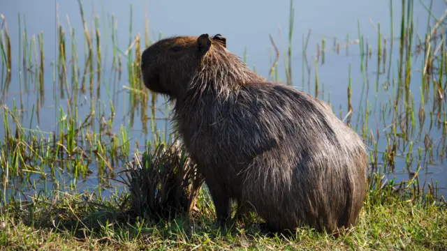 Capybaras