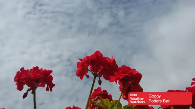 Red flowers against a blue and cloudy sky