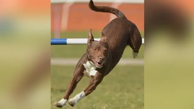 Zola the dog on agility course