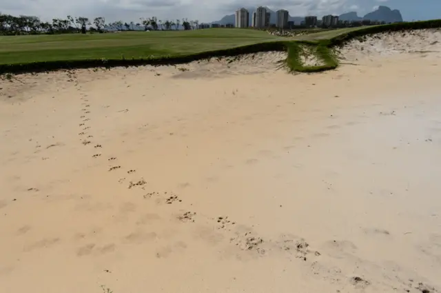 capybara footprints