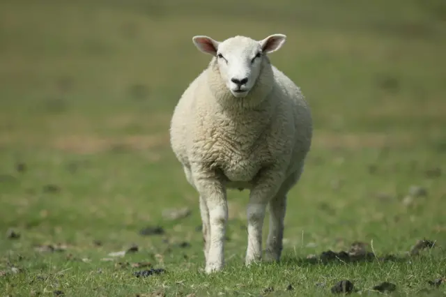 Sheep in field