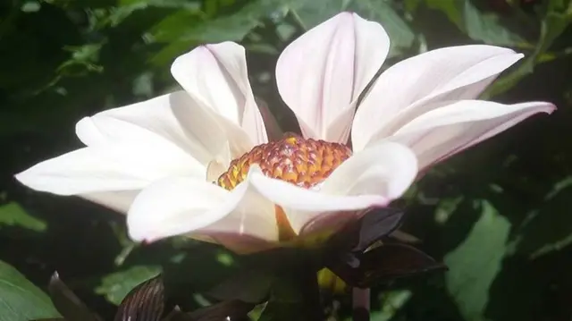 Dahlia "Happy Single Princess" at Biddulph Grange Garden