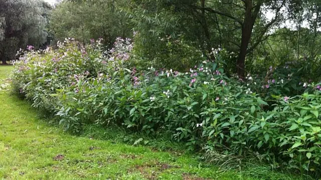 Himalayan Balsam