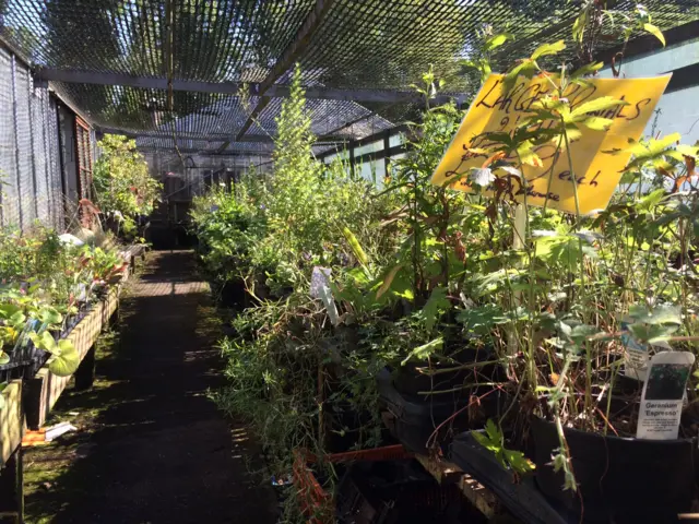 Payne's Nurseries interior