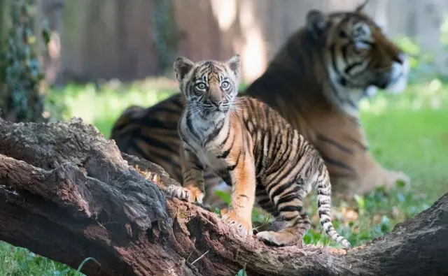 Tiger cub. Pic: Paignton Zoo