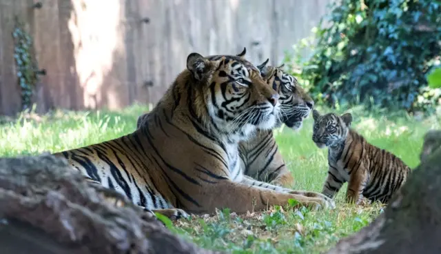 Tigers. Pic: Paignton Zoo