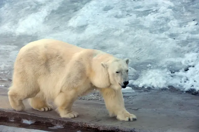 Polar bear