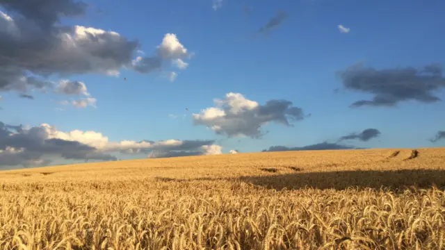 Field of ripe crop