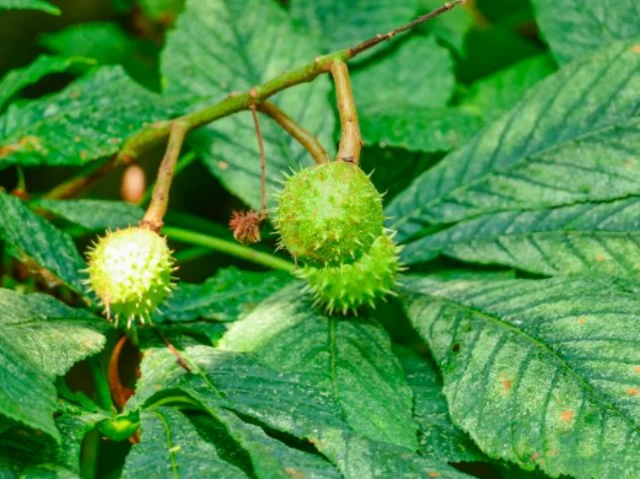 Conkers and a conker plant