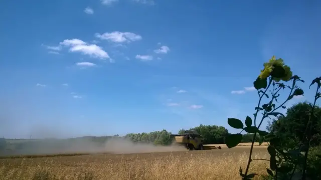 A combine harvester drives through a field leaving a dust trail