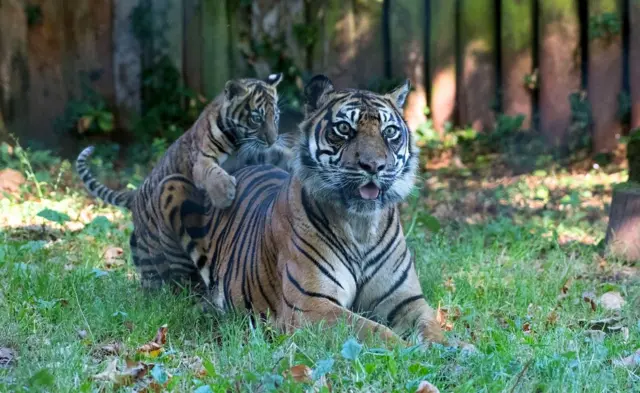 Tiger cub. Pic: Paignton Zoo