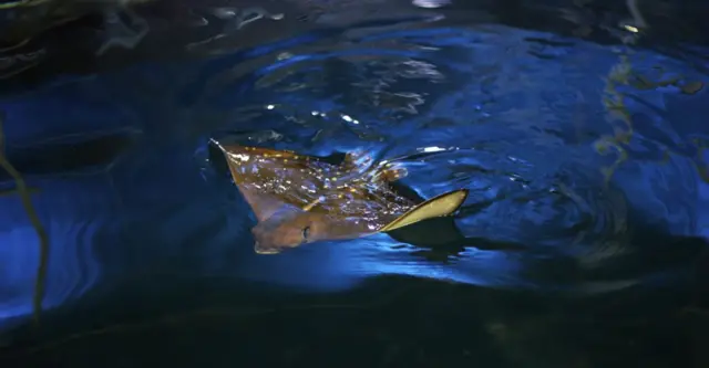 Spotted Eagle Ray. Pic: National Marine Aquarium