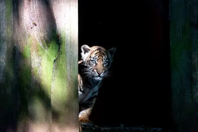 Tiger cub. Pic: Paignton Zoo