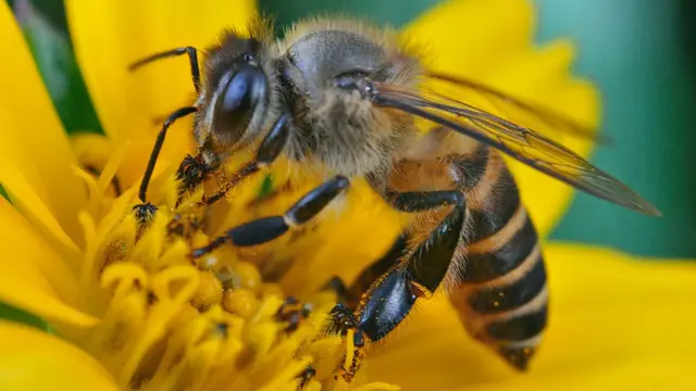 Bee pollinating flower