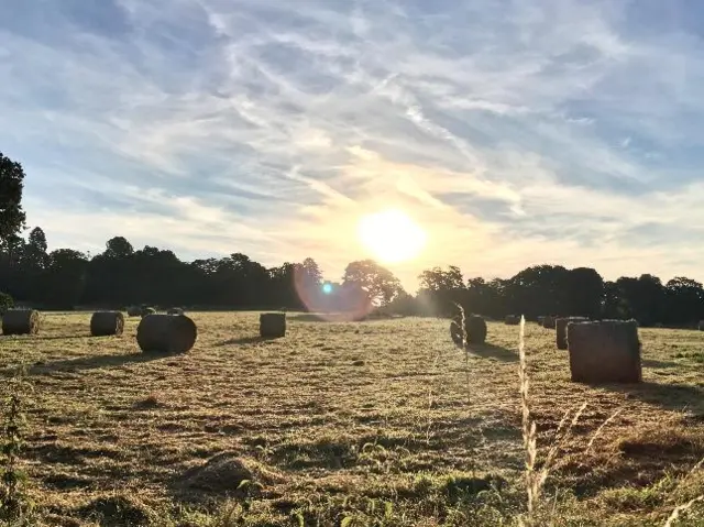 Cornfield