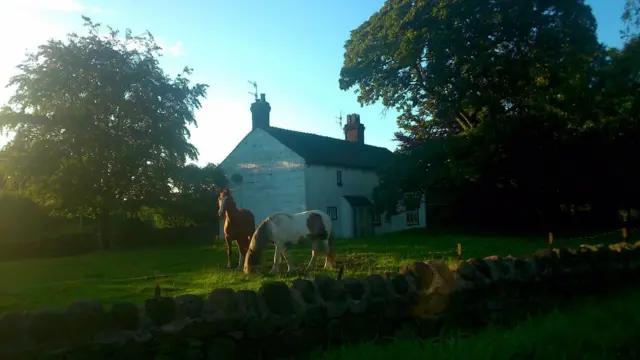 Evening sun and horses at Stockton Brook by the Leek New Road