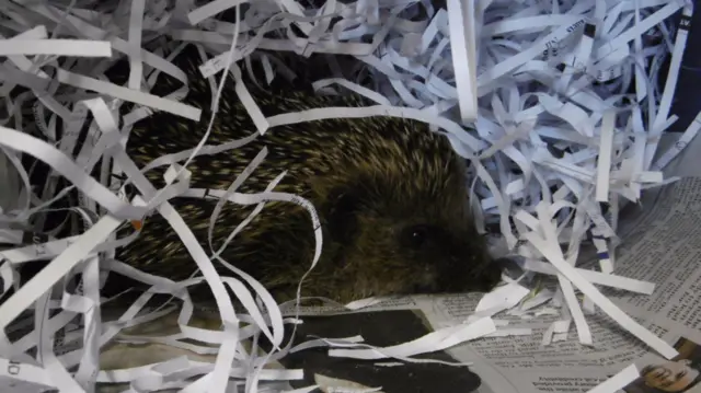 The hedgehog in shredded paper