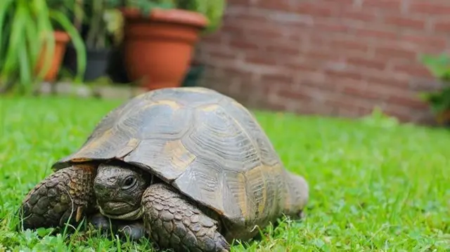 George the tortoise in Kingsley, Staffordshire