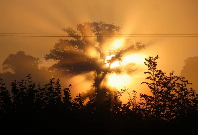 Tree caught at sunrise