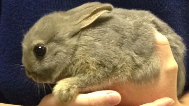 Thumper, the surviving rabbit