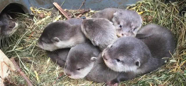 Parents look on at otter pups