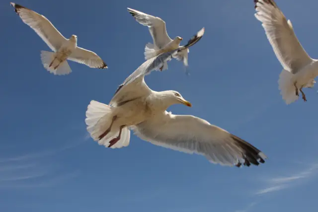 Seagulls