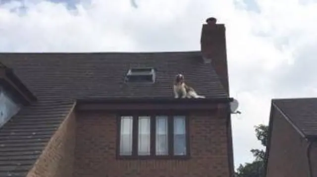 Dog on roof in Hollywood