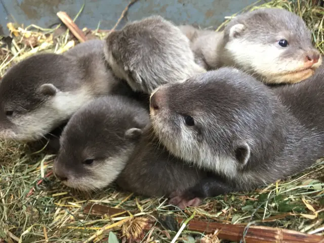 Otter pups in a pile