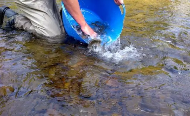 Fish returned to river