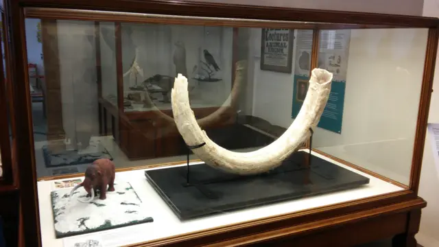 Woolly mammoth tusk