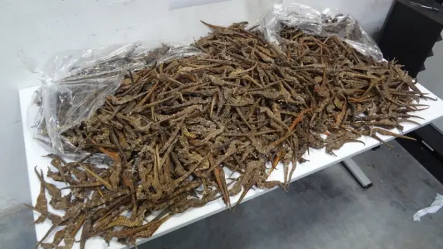 This handout picture released by the French customs on August 19, 2016, shows 1194 dead seahorses seized by the French police in Chilly-Mazarin. On July 28 and August 8, 2016,