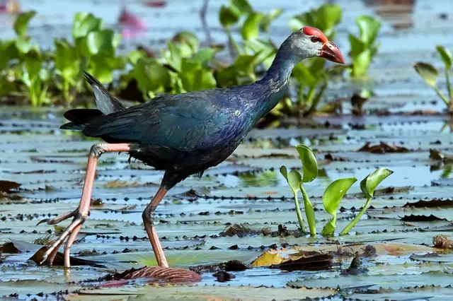 Purple swamphen