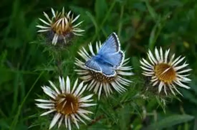 Pictures of wildflowers at Balsham