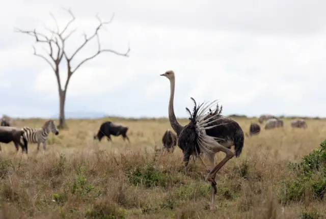 Ostrich